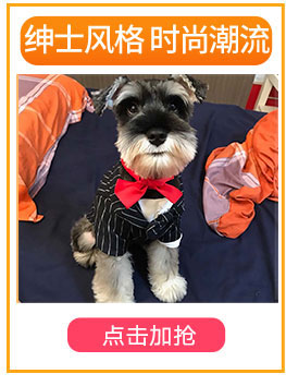 Quần áo cho chó Teddy Bomei chú chó nhỏ bốn chân quần áo jumpsuit cún con mùa xuân và mùa hè quần áo bình thường - Quần áo & phụ kiện thú cưng áo con chó
