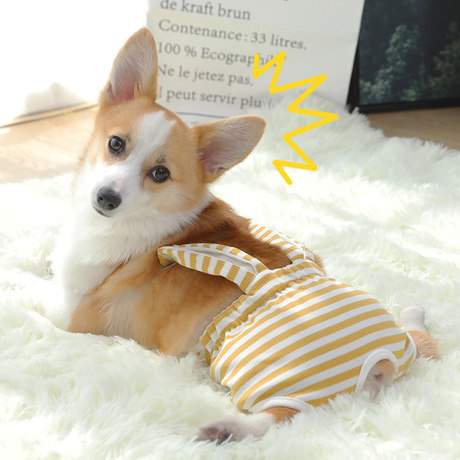 corgi in pants