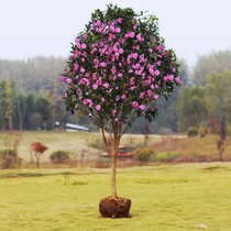 Courtyard Villa Large High Bar Wood Hibiscus Sapling Heavy Petal Large Flower Rich Aroma Type Cold Floral Upscale Green Seedwood