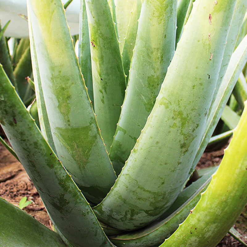 Aloe Vera Plant Green Planting Potted Beauty Yard Special Large Aloe Moisturizing and moisturizing edible America Curaçao Fresh Miao