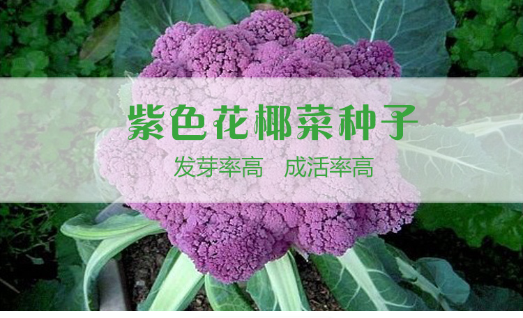 进口智利紫色花椰菜种子紫荆花彩包蔬菜花菜菜花种子阳台盆栽 冬鞋清仓 智利 种子 花椰菜 花菜 紫荆花途虎网 进口智利紫色花椰菜种子紫荆花彩包蔬菜花菜菜花种子阳台盆栽 冬鞋清仓 智利 种子 花椰菜 花菜 紫荆花途虎网