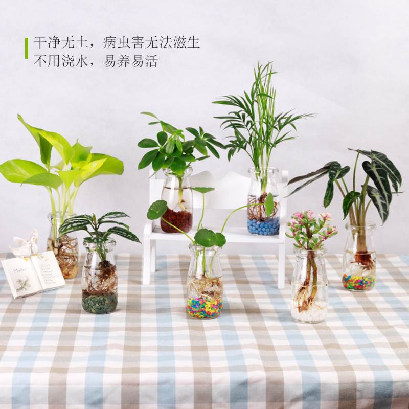 绿萝绿植室内桌面水培植物白掌铜钱草绿色鸭脚木迷你小盆栽好养