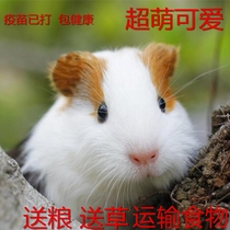 Dutch pig guinea pig live guinea pig baby guinea pig self-breeding short short short pure white and black dormitory good for living