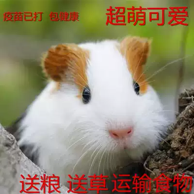 Dutch pig guinea pig live animal Guinea pig baby self-breeding short reverse short shun pure white and black dormitories to feed the living body