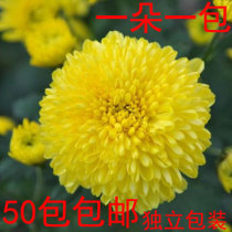 2020 New Flowers Jiangxi Wuyuan Huangju Xiaoqi Huangju Huangju Huangju A pack of 50 flowers