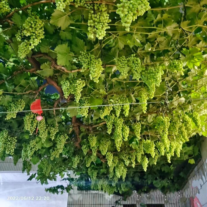 张小姐的苗木