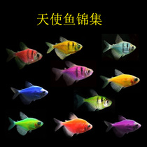 Angel Fish Seven Colorful Fish Lemon Green Apple Lemon Green Tiger Light Corfish Peacock Sparkling Horse Small Tropical Ornamental Fish