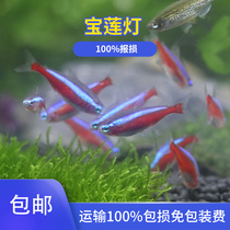 Pure seed Brazilian Pauline lamp fish living traffic light water ethnic grass cylinder group tours small freshwater lamp cotropical ornamental fish