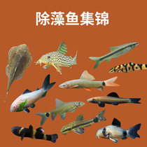 Rat Fish Scavenger Gold Moss Panda Mouse Small Ornamental Fish Green Tundra Benthic Algae Clean Trash Tool Fish