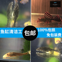 Removal of algae tools fish scavenger fish tank cleaners fish tropical fish Good to raise live living body freshwater ornamental fish