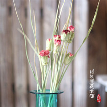 (Carnations) Little Fresher Natural Dry Home Furnishing Art Dry Flowers Carnations Carnations Shooting Props