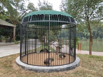 Decorative Iron Art Bird Cage Special Size Bird Cage Octaw Tiger Leather Parrot Cage Mall Outdoor Super Large Peacock Breeding Bird Cage