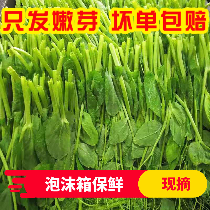 Pea tip fresh fresh pickled vegetables Sichuan specialties seasonal vegetables farmers self-grown bowl bean tip hot pot dishes