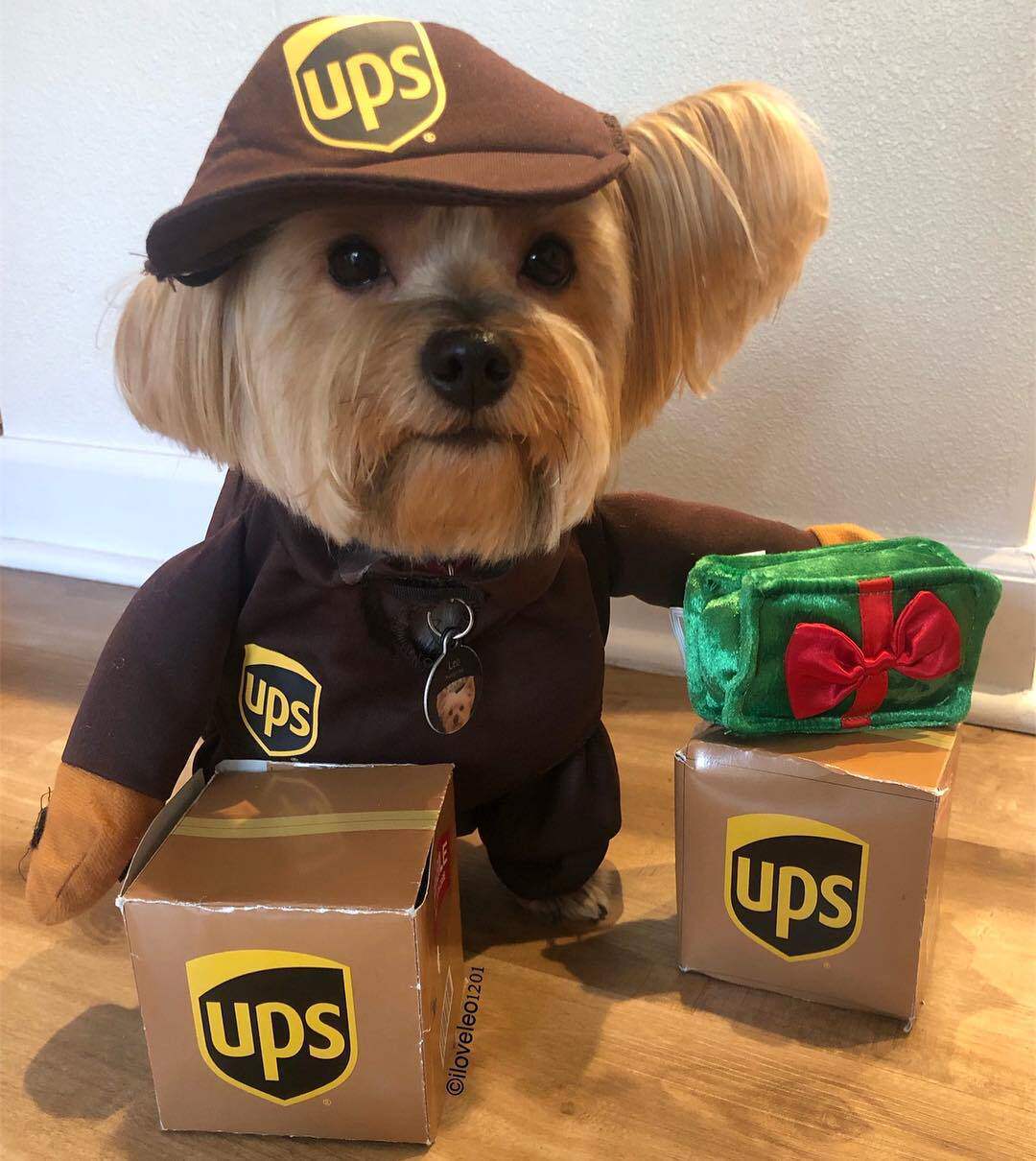 Одежда Amazon funny express, домашние животные, собаки, кошки, маленькие, средние и крупные собаки, принадлежности для бойцовых золотистых ретриверов, осень и зима