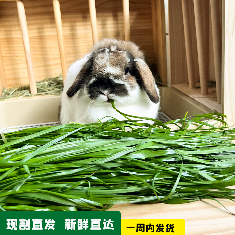 Restricted River Zhejiang Shanghai and Fujian Minfreshgrass 4 copies of now taken black wheat straw Shepherd grass 250g Rabbit dragon cat Dutch pig herding grass