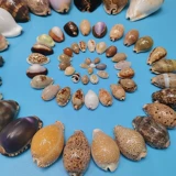 Натуральные редкие раковины сокровища с самин