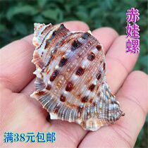 Red Eva Snail Natural Shell Sea Snail Fish Tank Building Creative Diy Wish Lucky Rafting Bottle Rolls Bermaid To Host Crab