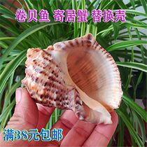 Natural sea snail seashells red lipstick Snail Red Carp Roll Befish Pinning Crab Replacement Shell Fish Tank Aquarium Water Group View Pendulum Pieces