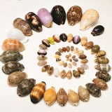 Натуральные редкие раковины сокровища с самин