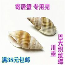 Natural sea snail shell Chugueba large woven fabric befish pinning crab replacement shell fish tank micro-landscape water ethnic group view