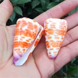 Натуральная раковина красный таро улитка Редкие образцы из улитки рыб аквариум ландшафт Средиземноморский дом украшения