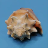 Натуральная редкая раковина Golden Boxing Phoenix Snails Snail Tank Tank Aquarium ландшафт и декоративная домашняя коллекция образец