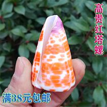Natural Marine Snail Shells Red Taro Snail Rare Specimen Snail Fish Tank Water Ethnic Group View Mediterranean Home Collection Pendulum