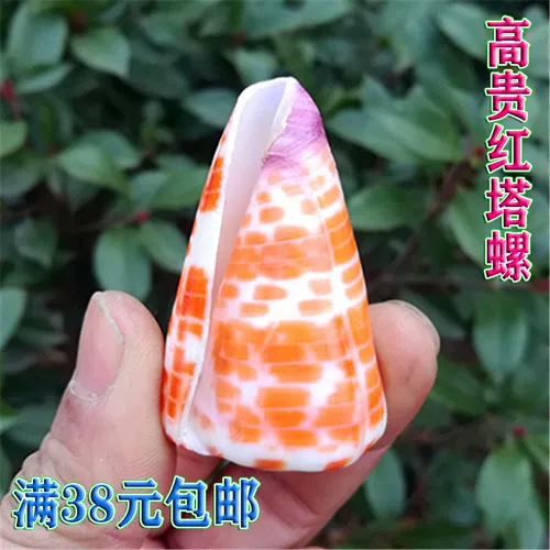 Натуральная раковина красный таро улитка Редкие образцы из улитки рыб аквариум ландшафт Средиземноморский дом украшения