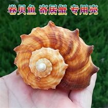 Natural Sea Snail Shells Right-back Sea Snail Rolls Berfish Sustentation Crab Replacement Shell Fish Tank Decoration Aquarium VIEW PENDULUM PIECE
