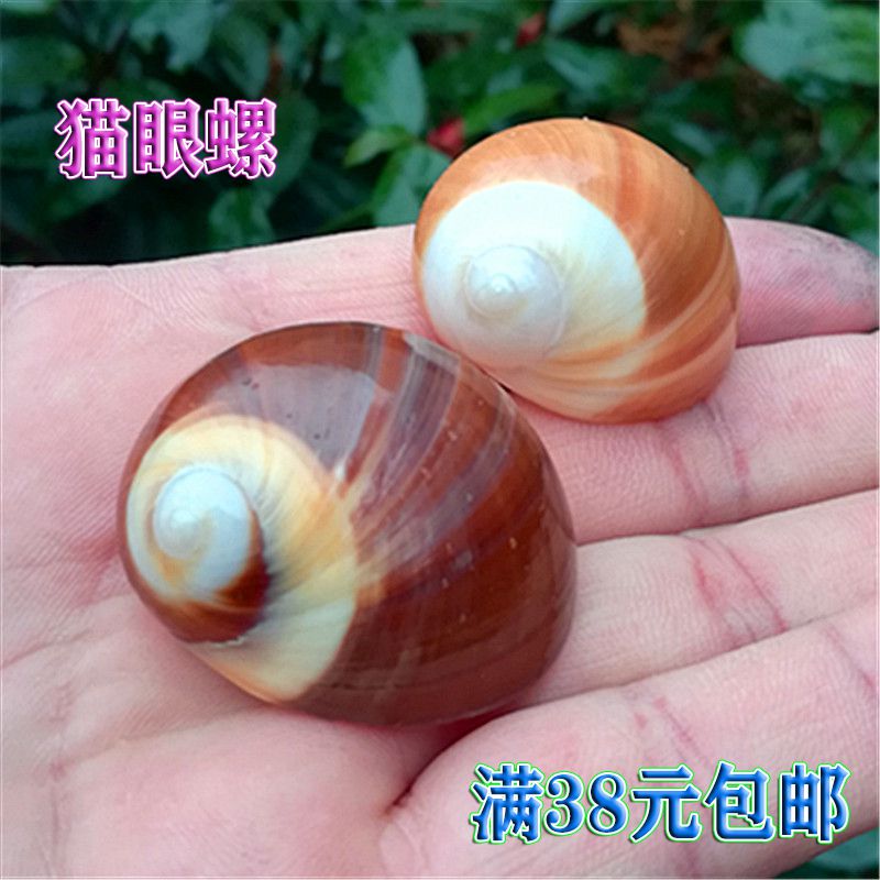 Natural sea snail shells snails snail catfish eye snail roll befish pinning crab replacement shell fish tank water ethnic group view pendulum