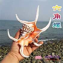 Natural sea snail seashells hexagonal snail water letterfish aquarium building View Mediterranean Home Collection Pendulum