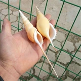 Натуральная раковина раковина Martin Long Nose Collection Образец из образцов