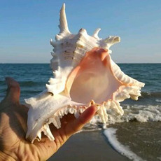 Морская раковина 天然超大海螺贝壳麒麟螺 菊花螺 鱼缸水族造景装饰地中海家居收藏