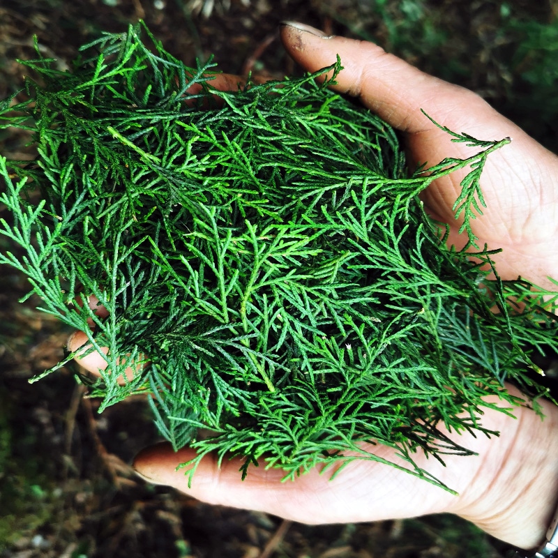 Wild now Freshly Tested Side Cypress Leaves Powder Wash Hair Uplift Hair Mull Hair Anti-Dry White Berberry Leaf Can Be Worthy Of Hair Ginger
