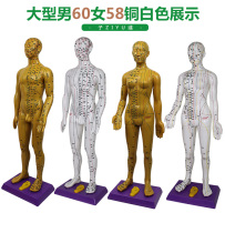 Super clear lettering 60cm human acupoint model TCM acupuncture teaching male and female bronze man body meridian massage map