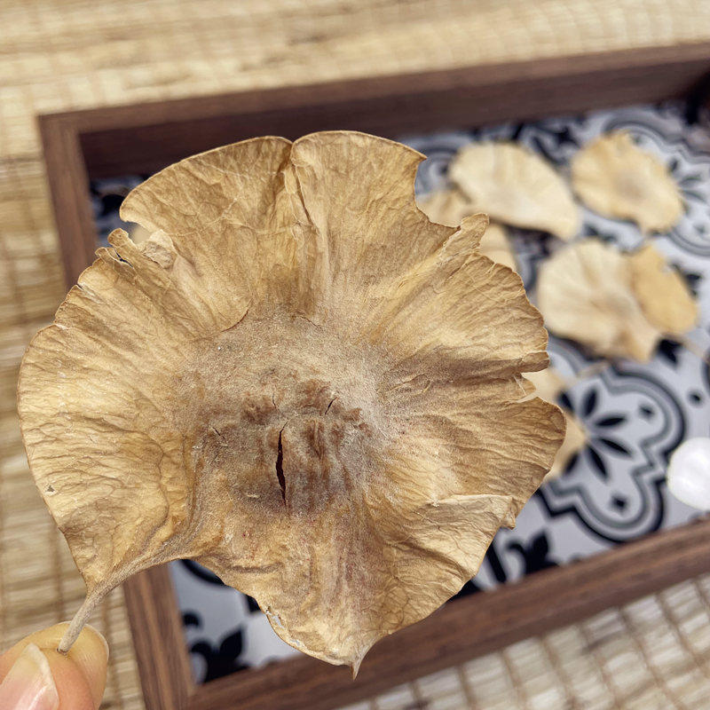 Nursery Rings Creatives Handmade Accessories Diy Decorative Materials Air-dried Imraw Gingko Leaves Dry Leaves Bulk