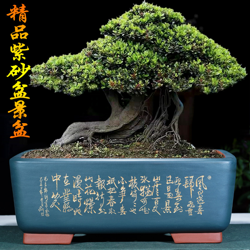 驚きの価格 紫砂花盆 盆栽 中国古美術 高さ12.2cm - 工芸品 工芸