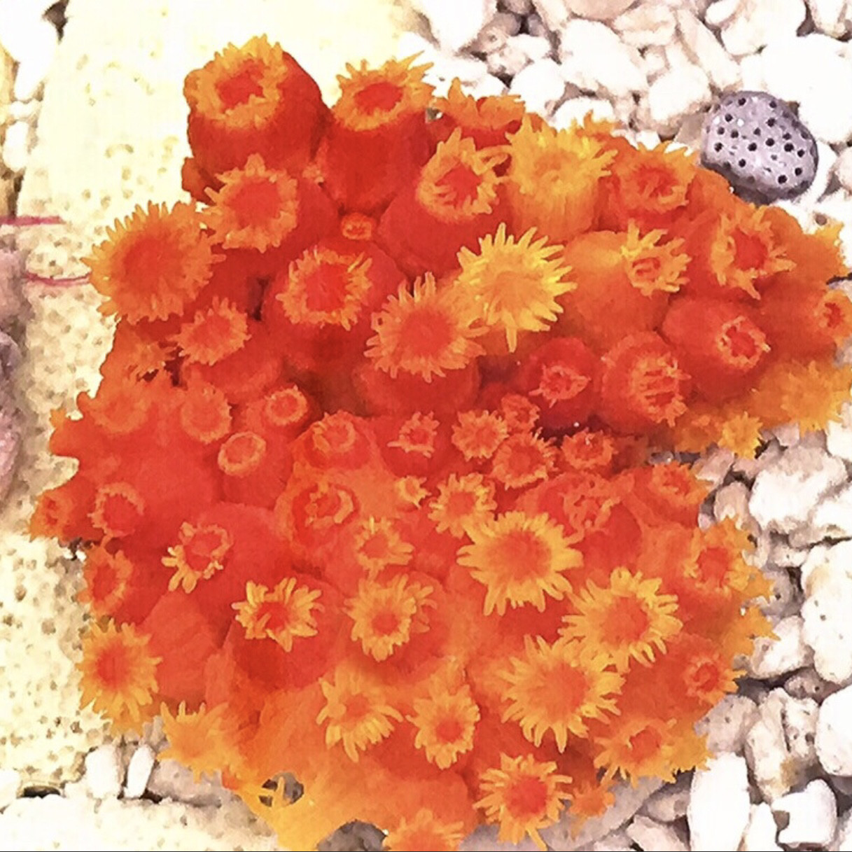 珊瑚　花？ 珊瑚'花一覧 | かぎけん花図鑑