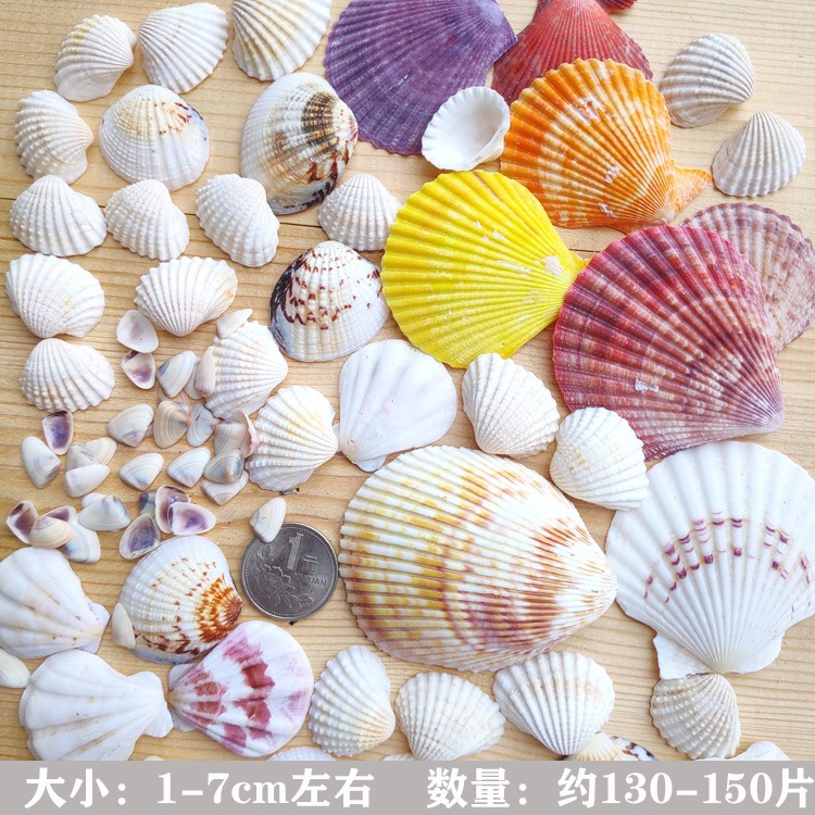 Small large shell pure shell combination conch starfish fish tank bottom sand stone floor wall paste decorative home ornaments