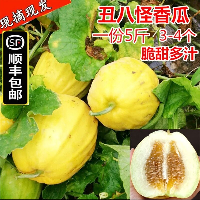 Shunfeng 10 catty melon with fresh and ugly aromas of melon gold melon gold melon and yellow skin with melon and yellow skin 8-squared melon and honey melon