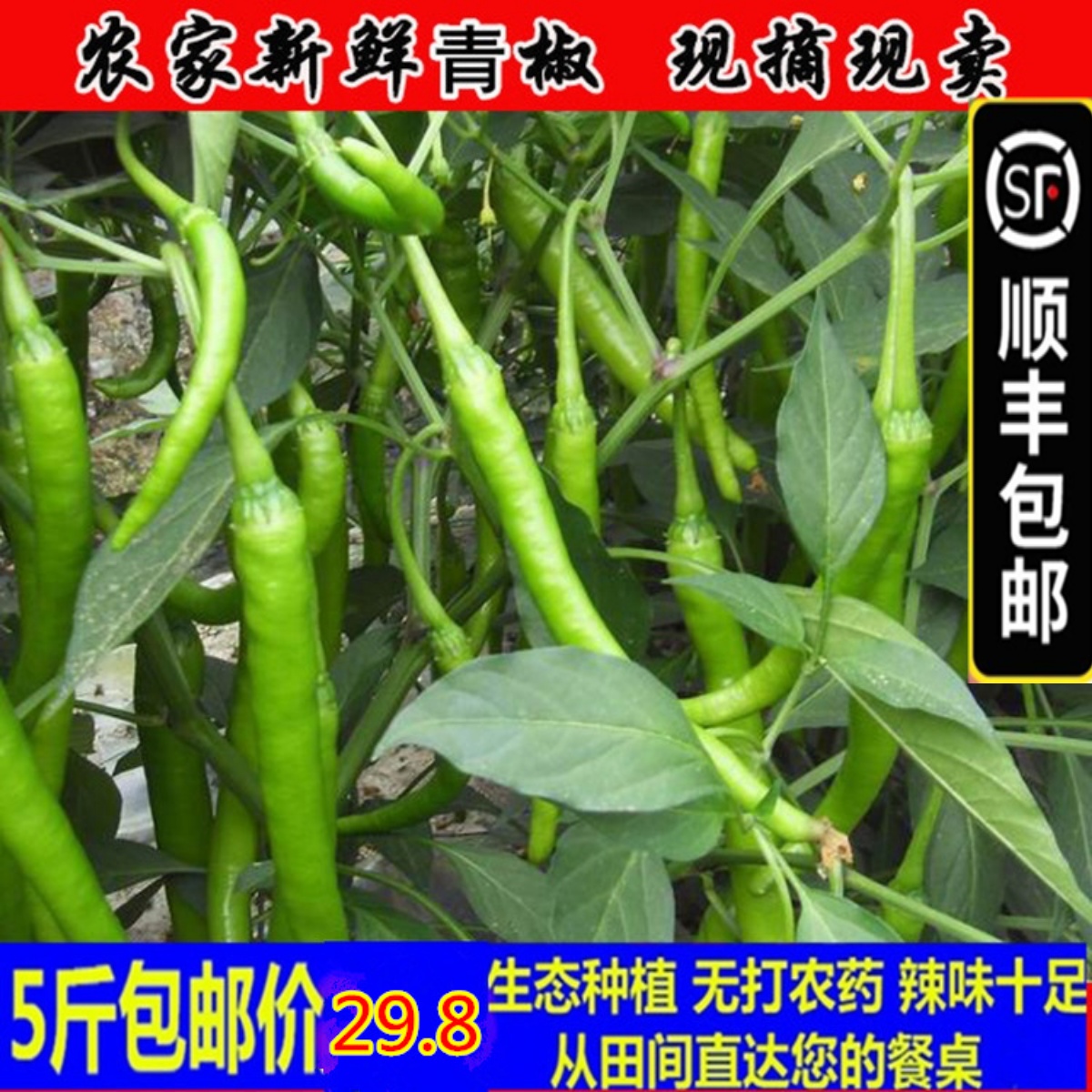 (Shunfeng) Hubei farmhouse soil chili 5 catty fresh green chili thread peppers with spicy and slender spike pepper