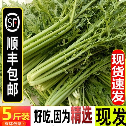 (SF) 10 jins of fresh sorrel, succulent, sauerkraut, spring not old, sorrel greens