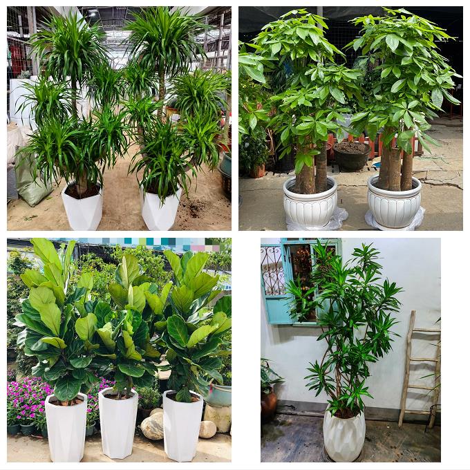 Shanghai Pudong New District Weifang Lujiazui Street Greenery Shop Delivers Money Trees and Happiness Trees for Opening Ceremonies and New Homes