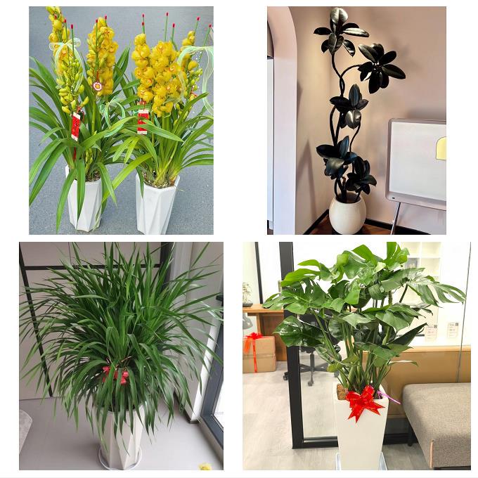 Green Plant Stores in Jinghu, Yijiang, Jiujiang District, and Sanshan District of Wuhu City Offer Delivery of Money Trees and Happiness Trees for Housewarming Green Plant Stores in Jinghu, Yijiang, Jiujiang District, and Sanshan District of Wuhu City Offer Delivery of Money Trees and Happiness Trees for Housewarming
