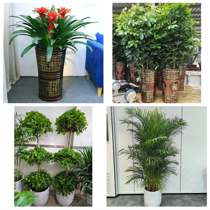 Flower Shop in Jinshan District, Lixiang City, Wujin District, Changzhou City, Jiangsu Province Delivers Money Trees for Company Openings and Housewarming Green Plants Within the Same City Flower Shop in Jinshan District, Lixiang City, Wujin District, Changzhou City, Jiangsu Province Delivers Money Trees for Company Openings and Housewarming Green Plants Within the Same City