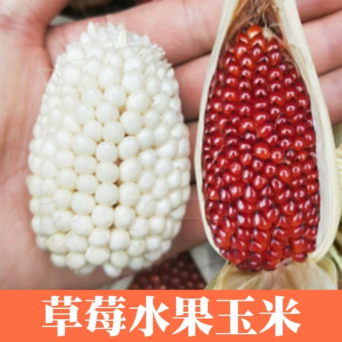 Семена кукурузы Семена кукурузы клубнично