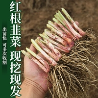 Красный корень толстых корней пореекта. 50 пакетов из 50 граммов органических удобрений