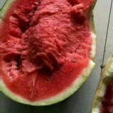 Сладкий король семена арбуза 8424 сеянчики семян Кирин Необыкновенные высокие ленивые гигантские гигантские гигантские виды на южные четыре сезона