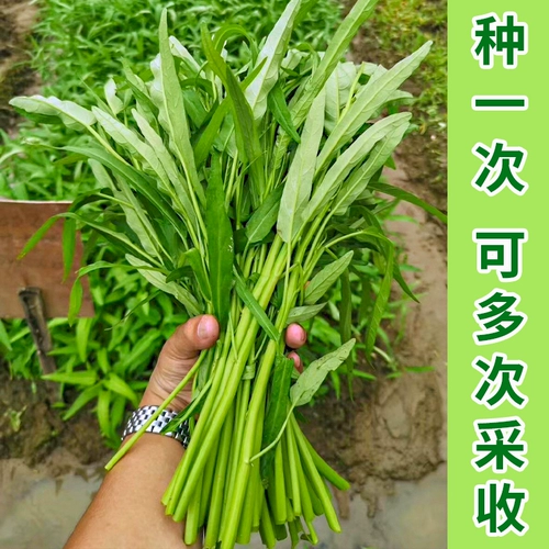 Зеленый стебель лист семена шпината ивы семена зеленых овощей пусты