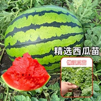 6 ленивых саженцев арбуза